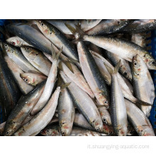 Pesce sardina congelata intera sardinella longiceps